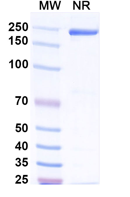 SDS-PAGE for Afelimomab Biosimilar - Anti-TNFa;TNF-alpha mAb - Research Grade