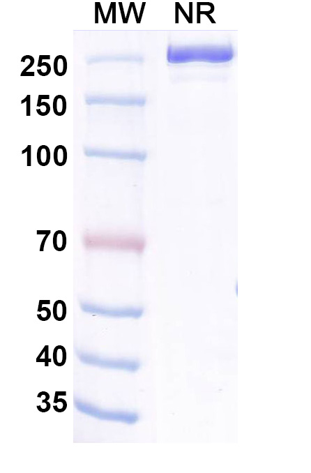 SDS-PAGE for Aldastotug Biosimilar - Research Grade