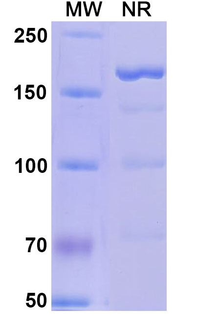 SDS-PAGE for Research Grade Alefacept