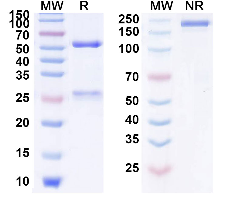 SDS-PAGE for Alirocumab Biosimilar - Anti-PCSK9 mAb - Research Grade