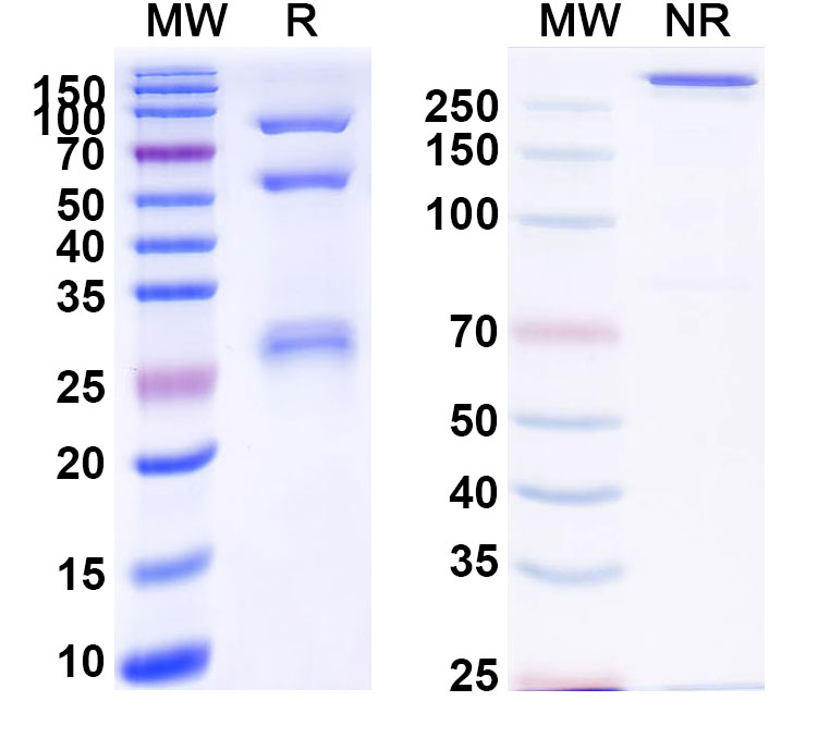 SDS-PAGE for Alnuctamab Biosimilar - Anti-TNFRSF17,CD3E mAb - Research Grade