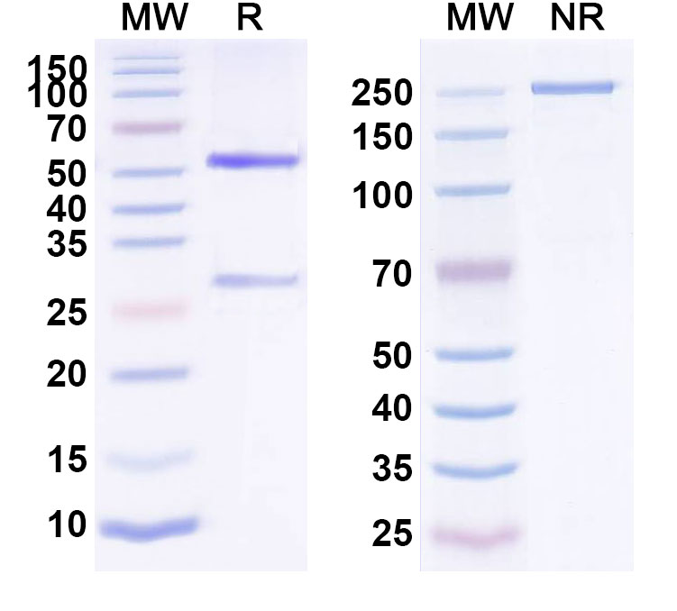 SDS-PAGE for Altumomab Biosimilar - Anti-CD66e;CEA mAb - Research Grade
