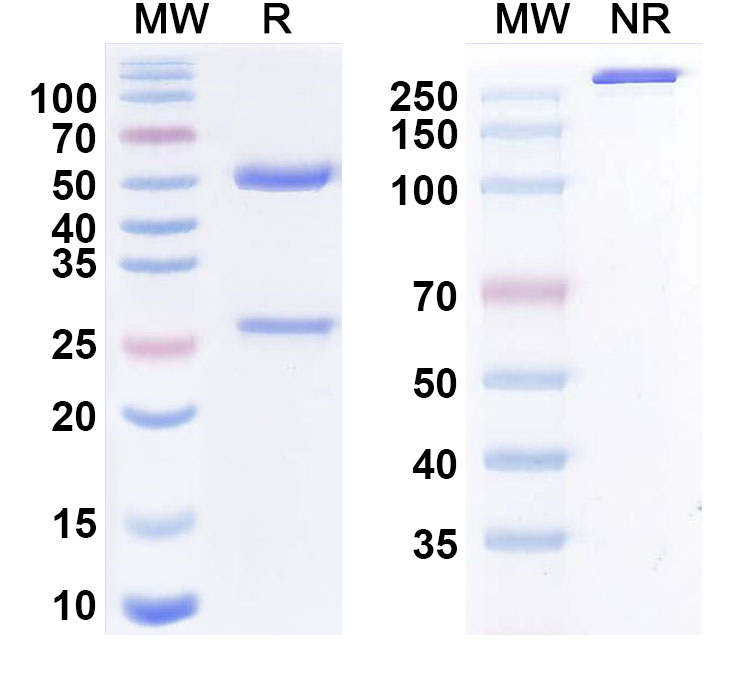 SDS-PAGE for Amrecibart Biosimilar - Research Grade