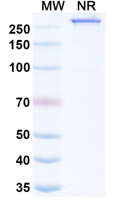SDS-PAGE for Amulirafusp Alfa Biosimilar - Research Grade