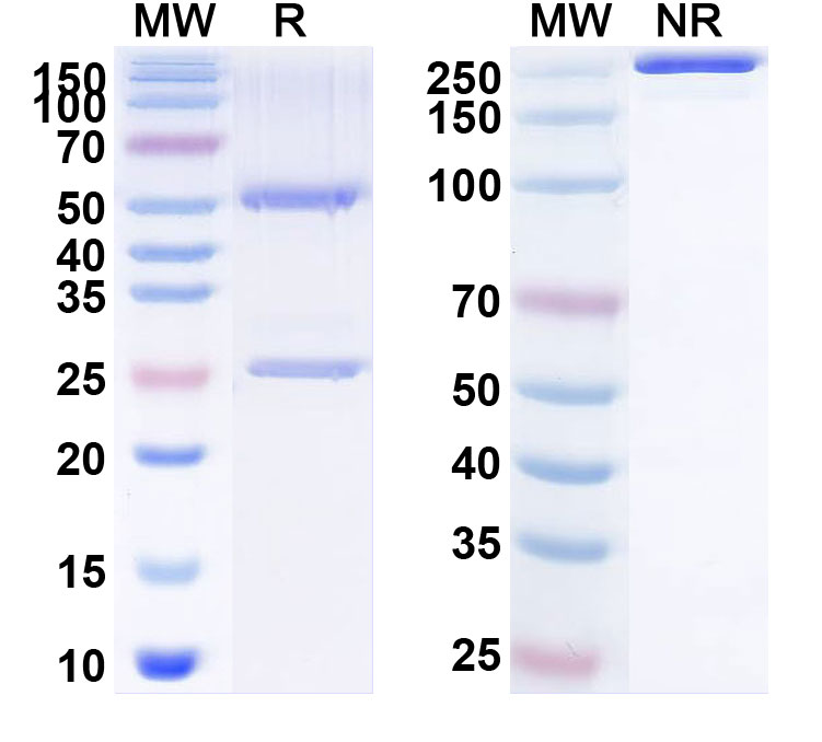 SDS-PAGE for Andecaliximab Biosimilar - Anti-MMP9 mAb - Research Grade