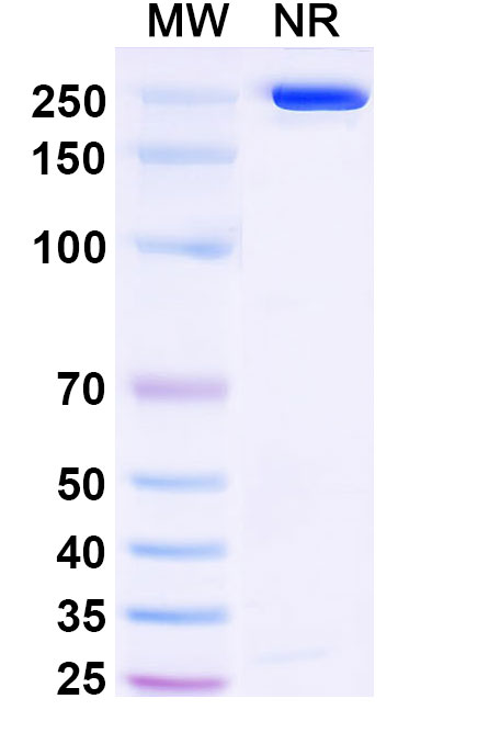 SDS-PAGE for Anetumab Biosimilar - Anti-MSLN mAb - Research Grade