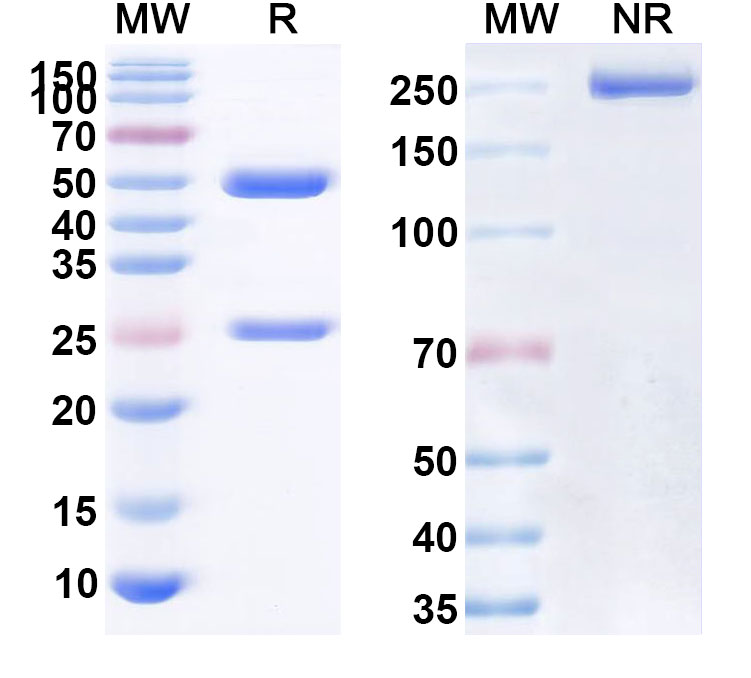SDS-PAGE for Anrukinzumab Biosimilar - Anti-IL13 mAb - Research Grade