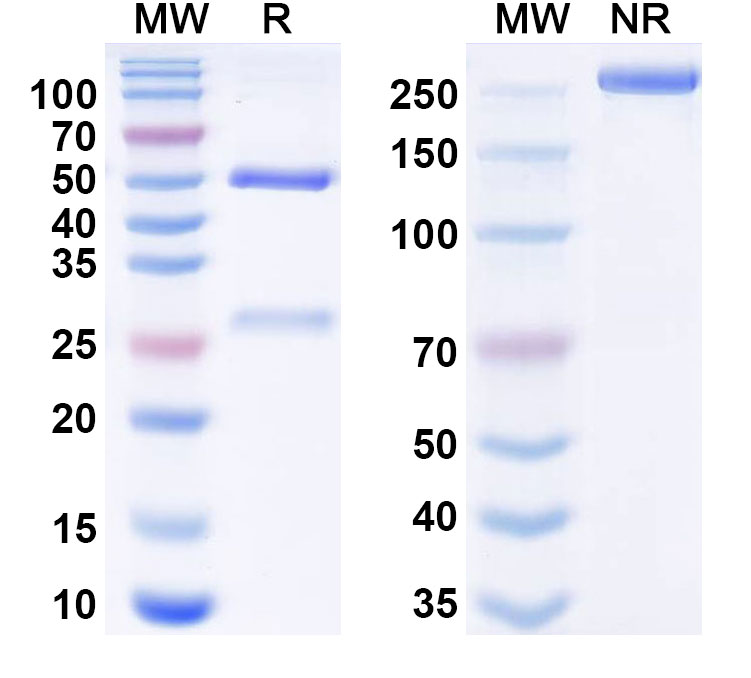 SDS-PAGE for Ansipastobart Biosimilar - Research Grade