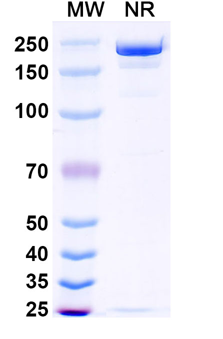 SDS-PAGE for Ansuvimab Biosimilar - Anti-GP1 surface protein of Ebolavirus mAb - Research Grade