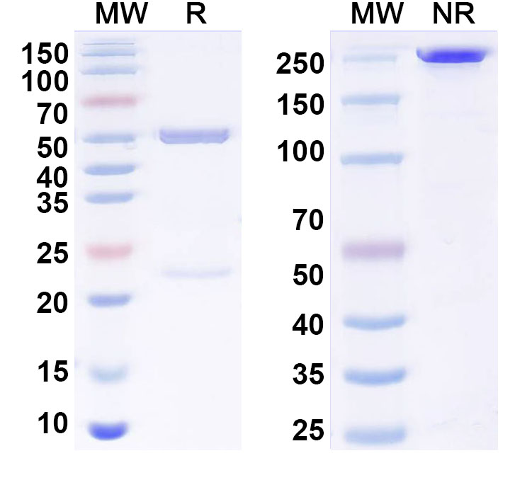 SDS-PAGE for Anti-4S-HNE/4-HNE Antibody (S412)