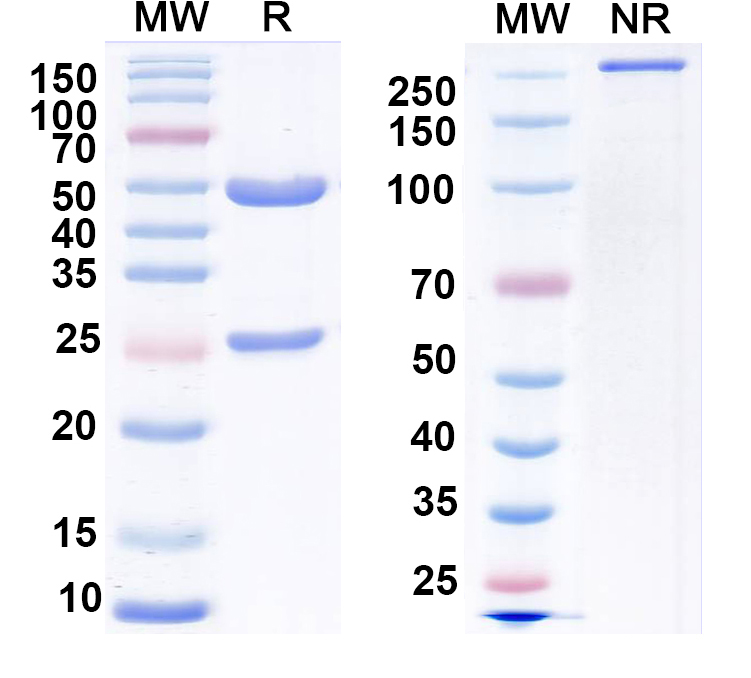 SDS-PAGE for Anti-5-hydroxytryptamine receptor 3A Antibody (N401/70)