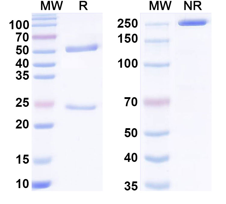 SDS-PAGE for Anti-6,4DNA/6-4PPs Antibody (9c3)