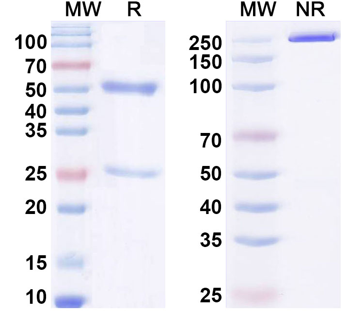 SDS-PAGE for Anti-6,4DNA/6-4PPs Antibody (H43-L4)