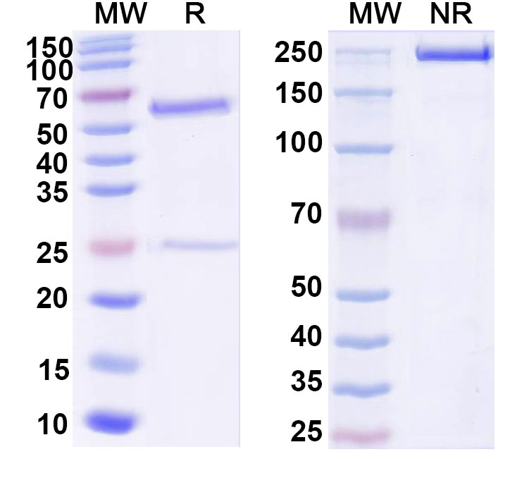 SDS-PAGE for Anti-6X His Tag (HHHHHH) Antibody (AS01)