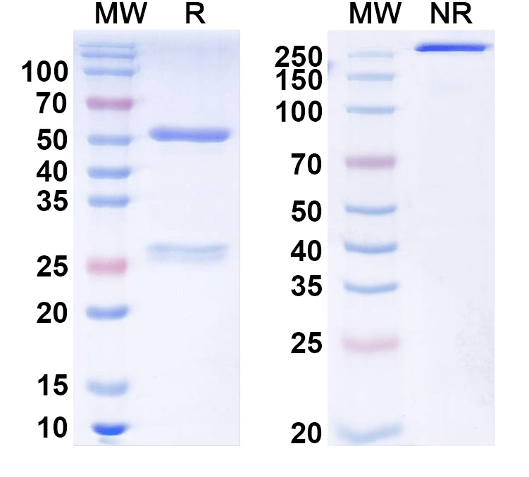 SDS-PAGE for Anti-AAV2 VP1/Capsid protein VP1 Monoclonal Antibody, SAA0362