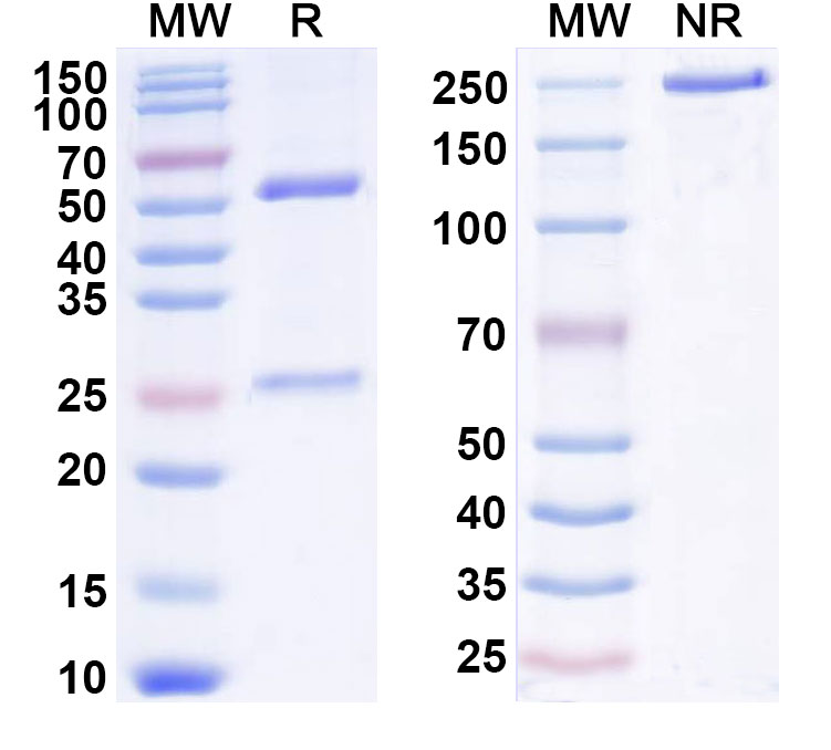 SDS-PAGE for Anti-AAV9 VP1/Capsid protein VP1 Antibody (SAA2503)