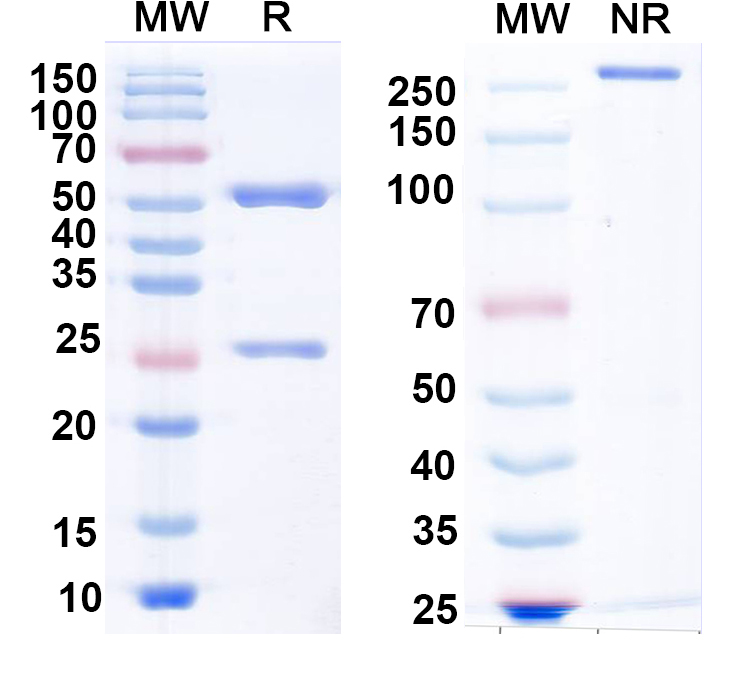 SDS-PAGE for Anti-AC8 Antibody (N208/15)