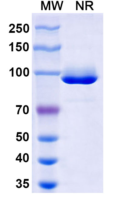 SDS-PAGE for Anti-afucosylated IgG Antibody (SAA2867)