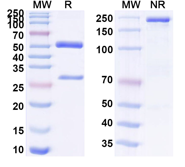 SDS-PAGE for Anti-alpha-Gal Antibody (HKB7)