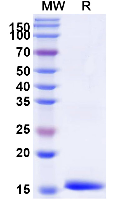 SDS-PAGE for Anti-Alternaria species Tenuazonic acid VHH (3A10)