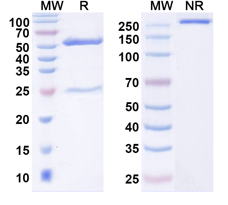 SDS-PAGE for Anti-Ankyrin-B Antibody (N105/13)