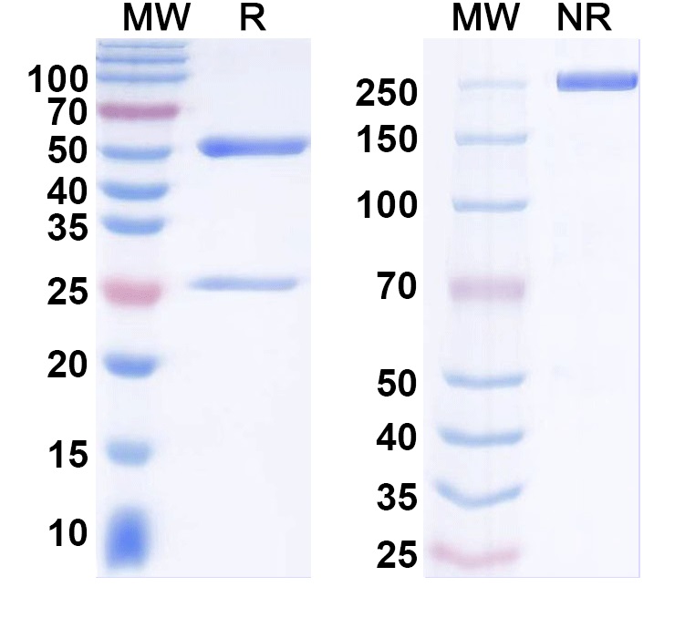 SDS-PAGE for Anti-Ankyrin-G Antibody (N106/20)