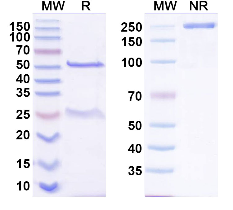 SDS-PAGE for Anti-Anopheles stephensi Ansg-1 Monoclonal Antibody, 8H7