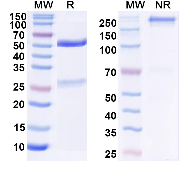 SDS-PAGE for Anti-Ara h 2 Antibody (SAA2284)