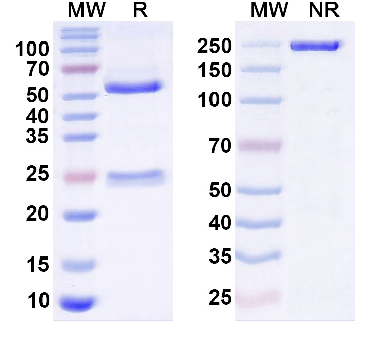 SDS-PAGE for Anti-Arl13b Antibody (N295A/45)