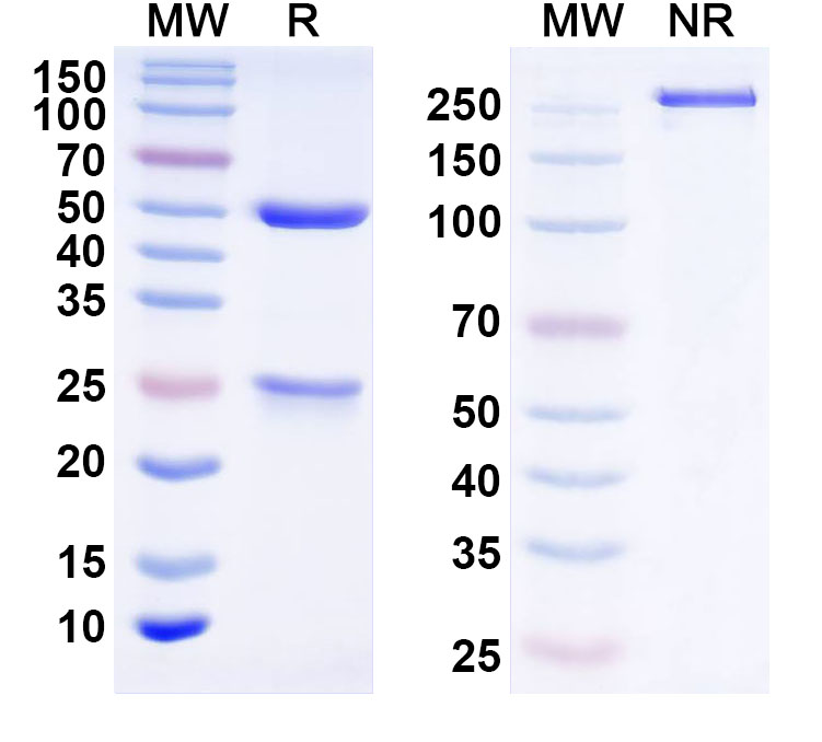 SDS-PAGE for Anti-ASFV A238L Monoclonal Antibody (1A449)