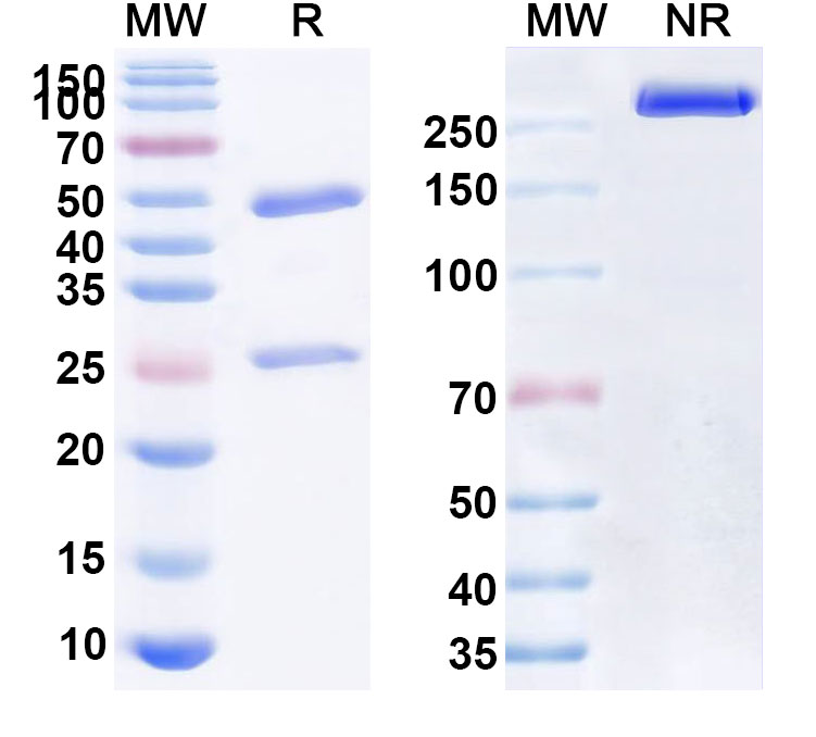 SDS-PAGE for Anti-ASFV B169L Antibody (1A030)