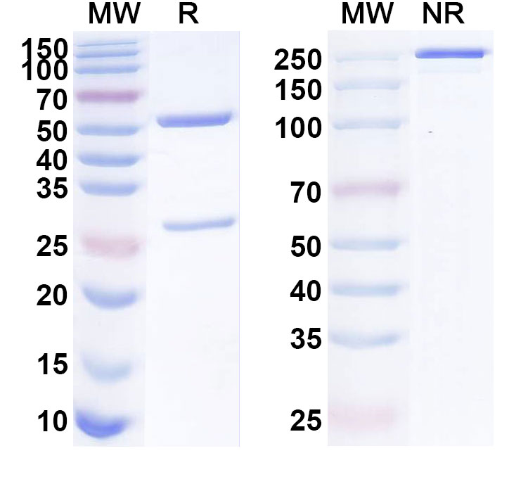 SDS-PAGE for Anti-ASFV EP84R Antibody (1A024)