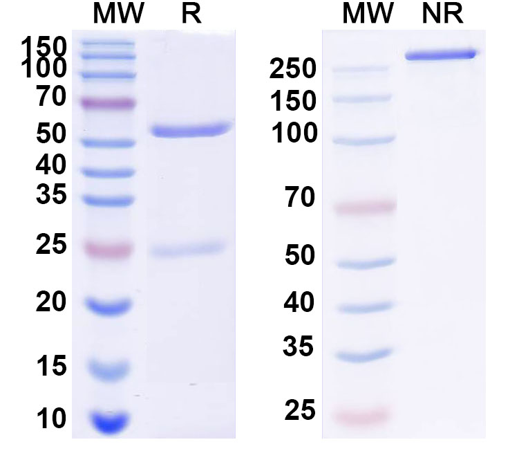 SDS-PAGE for Anti-ASFV F778R Monoclonal Antibody (1A019)