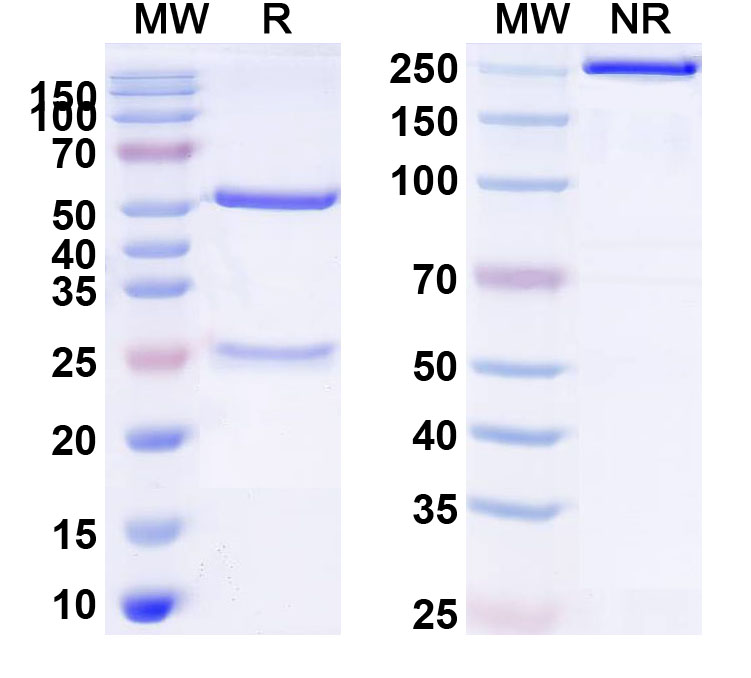 SDS-PAGE for Anti-ASFV I10L Antibody (1A016)