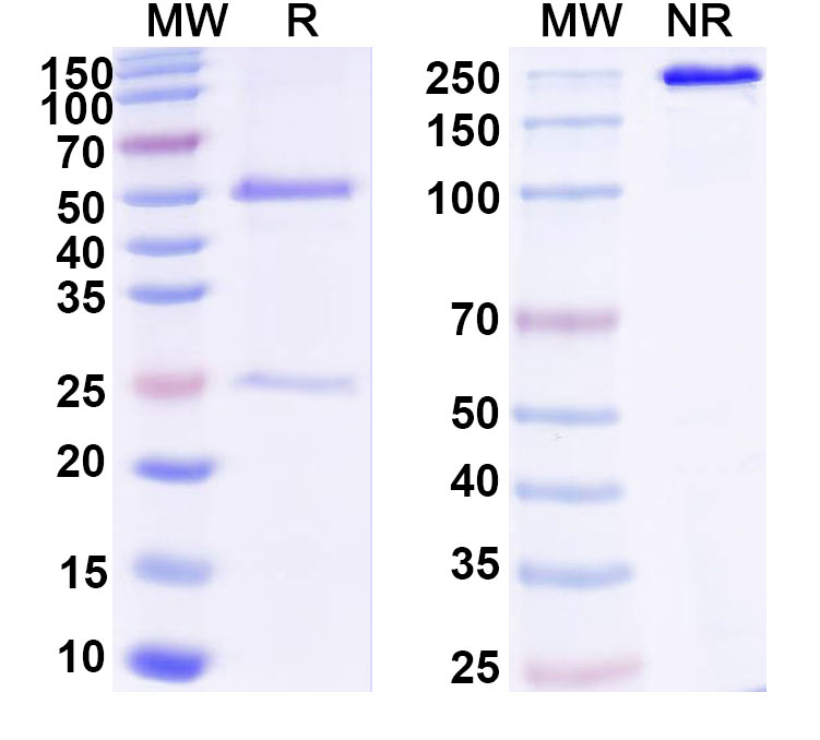 SDS-PAGE for Anti-ASFV I9R Antibody (1A022)