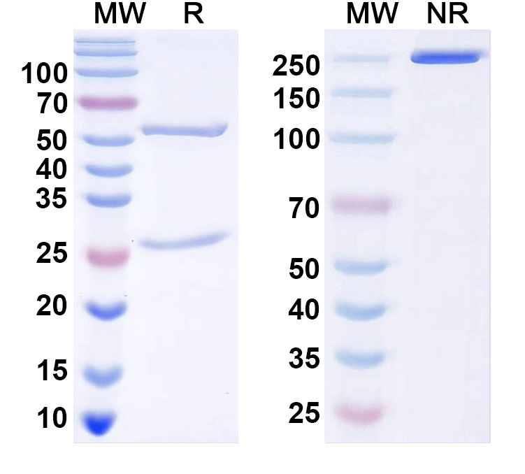 SDS-PAGE for Anti-ASFV K196R Antibody (1A009)
