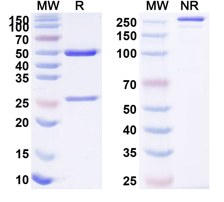 SDS-PAGE for Anti-ASFV NS4A Antibody (1A017)