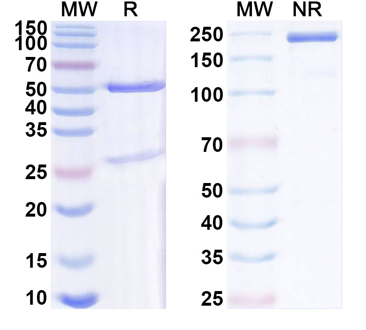 SDS-PAGE for Anti-ASFV p30 Antibody (ABS0086)
