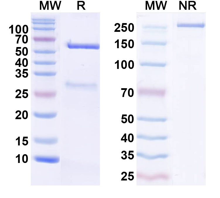 SDS-PAGE for Anti-ASFV PX69R Antibody (1A035)