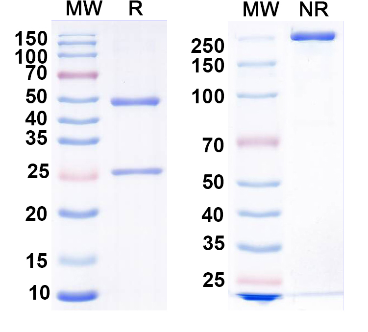 SDS-PAGE for Anti-ASO Antibody (SAA2552)