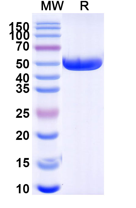 SDS-PAGE for Anti-AX/Amoxicillin Antibody (SAA0565)