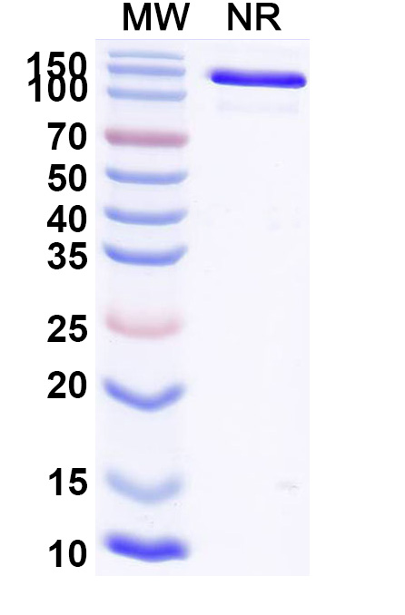SDS-PAGE for Anti-AZT/Aztreonam Antibody (SAA0566)