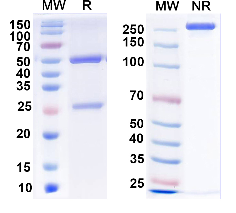 SDS-PAGE for Anti-BAF53a Antibody (N336B/26)