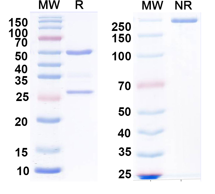SDS-PAGE for Anti-BAF53b Antibody (N332B/15)
