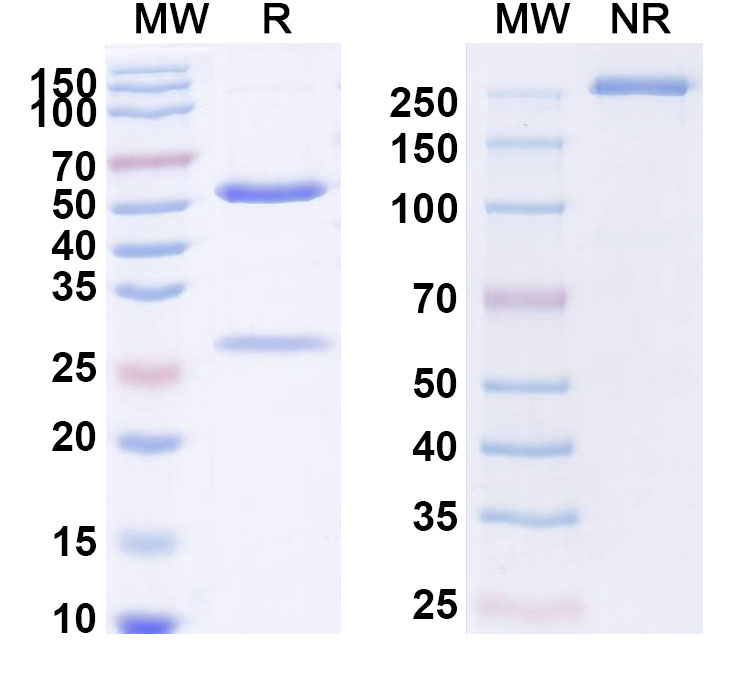 SDS-PAGE for Anti-BCoV Spike glycoprotein Antibody (SAA2518)