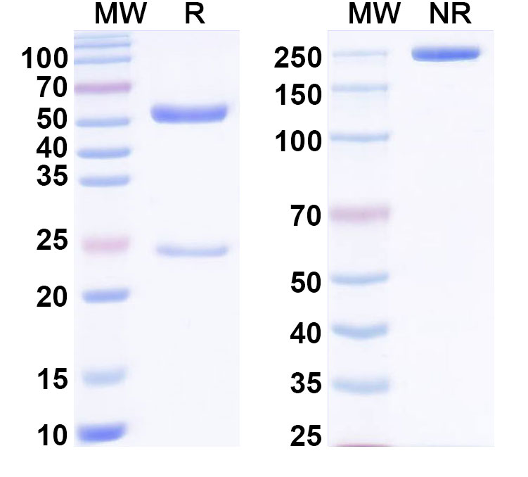 SDS-PAGE for Anti-Benzo[a]pyrene Antibody (SAA2415)
