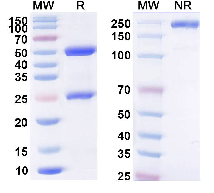 SDS-PAGE for Anti-Benzonase Nuclease Monoclonal Antibody (1A229)
