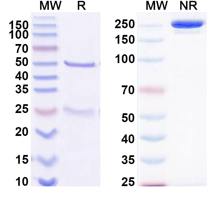 SDS-PAGE for Anti-Bet v 1/Allergen Bet v I-A Antibody (SAA0659)