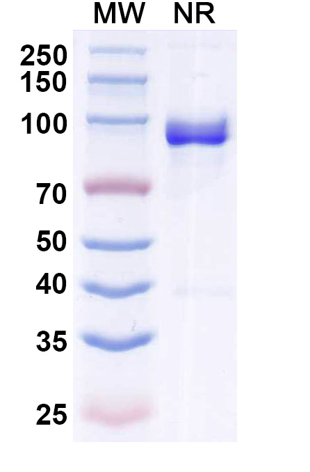 SDS-PAGE for Anti-Bet v 1/Allergen Bet v I-A Antibody (SAA0666)