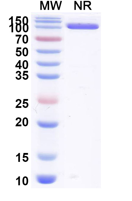 SDS-PAGE for Anti-Bet v 1/Allergen Bet v I-A Antibody (SAA0667)